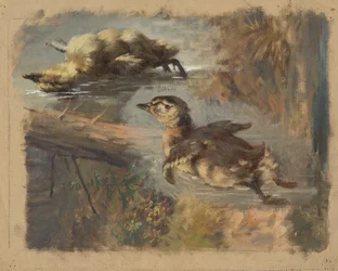 Studie von Enten auf dem Wasser I